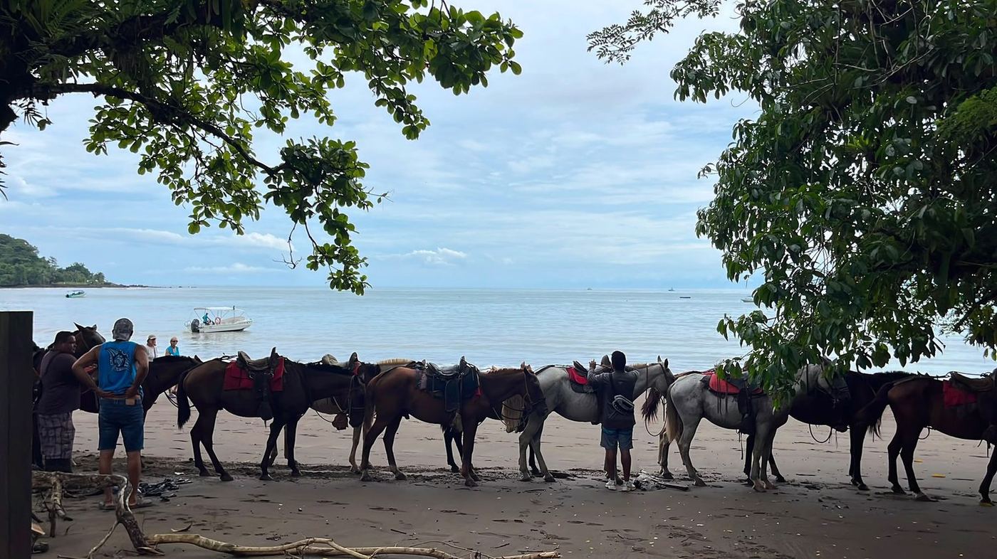 Caballos en la playa