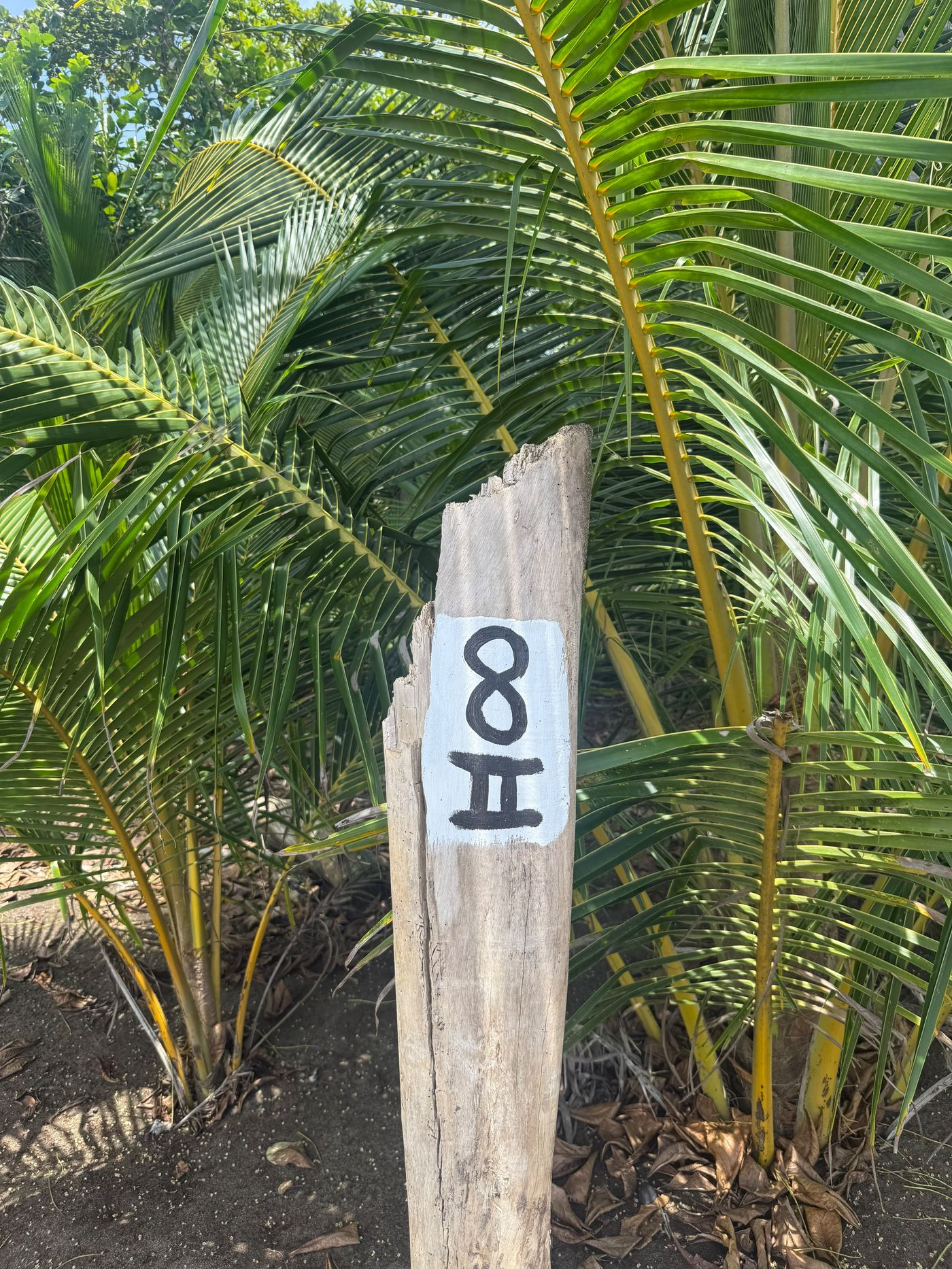 Nido marcado en el vivero