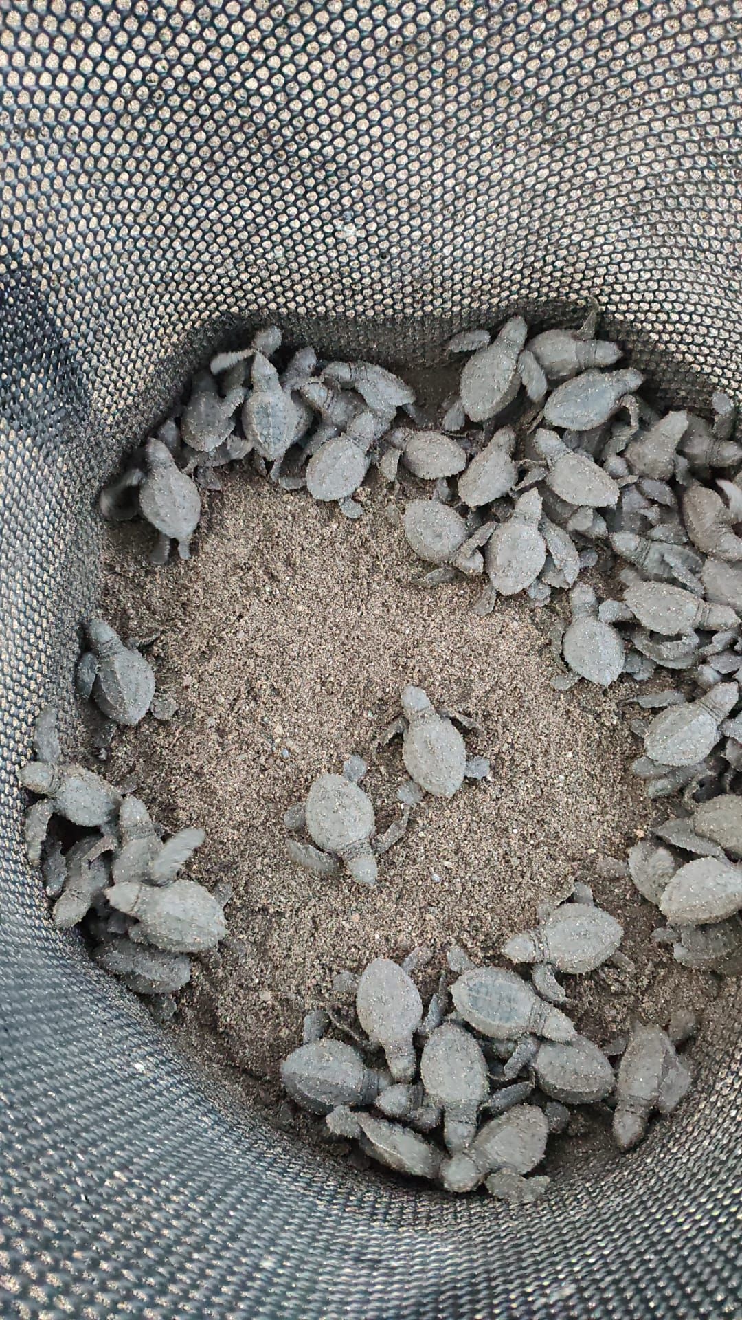 Crías de tortuga en el vivero
