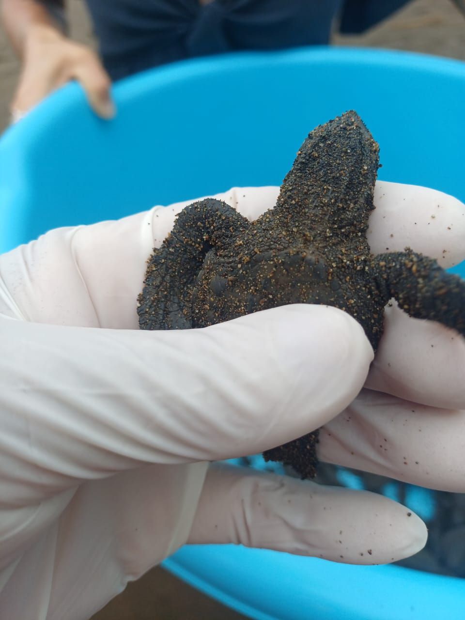 Cría de tortuga recién nacida