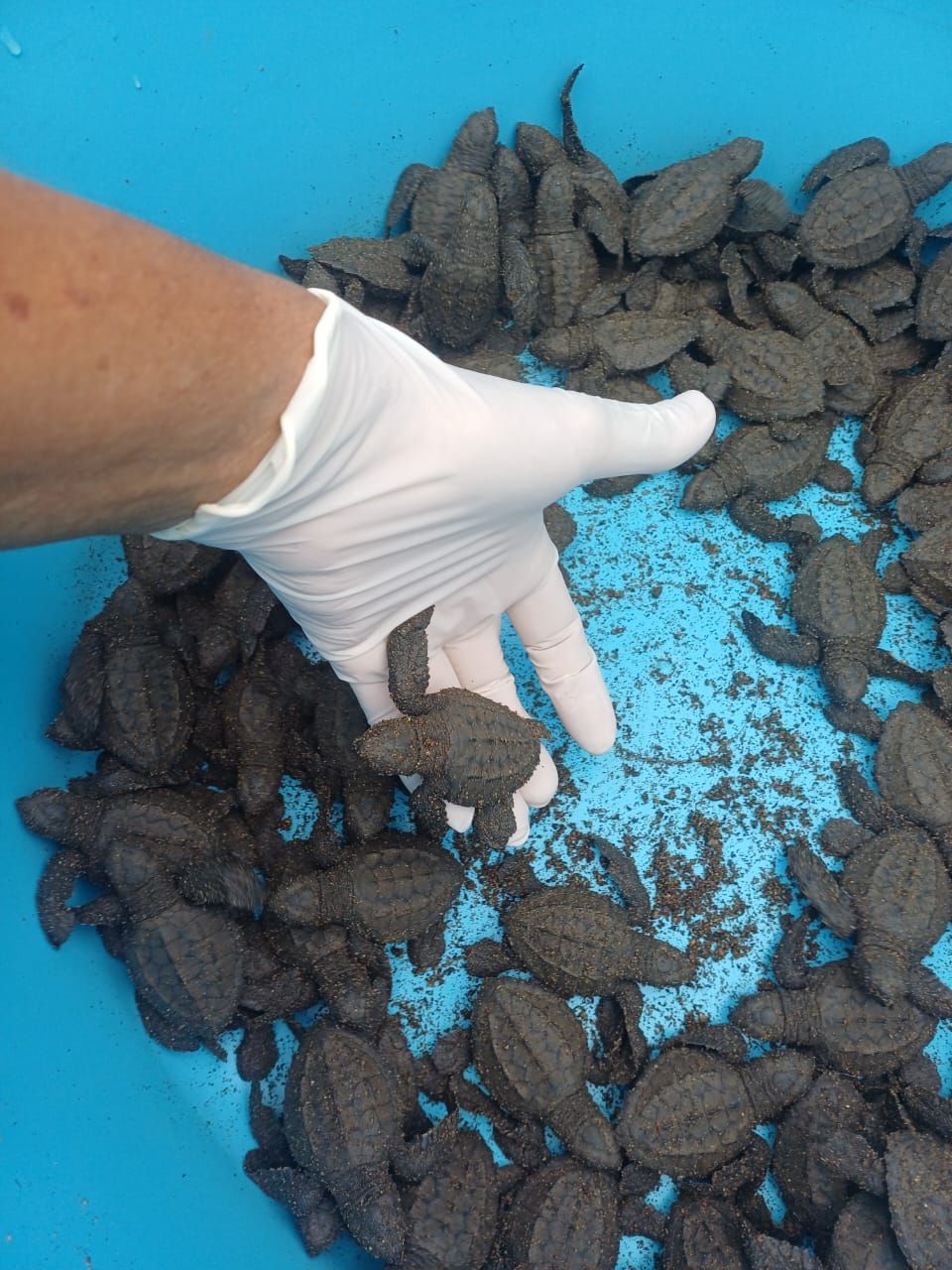 Liberación de crías de tortuga