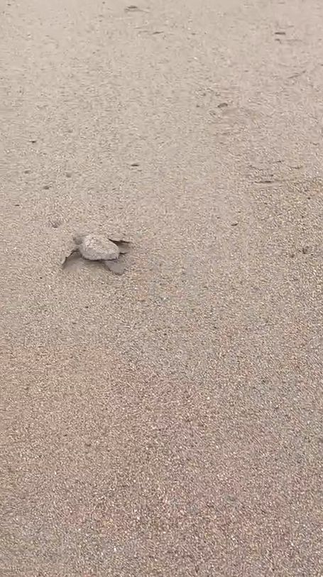Cría de tortuga en la arena