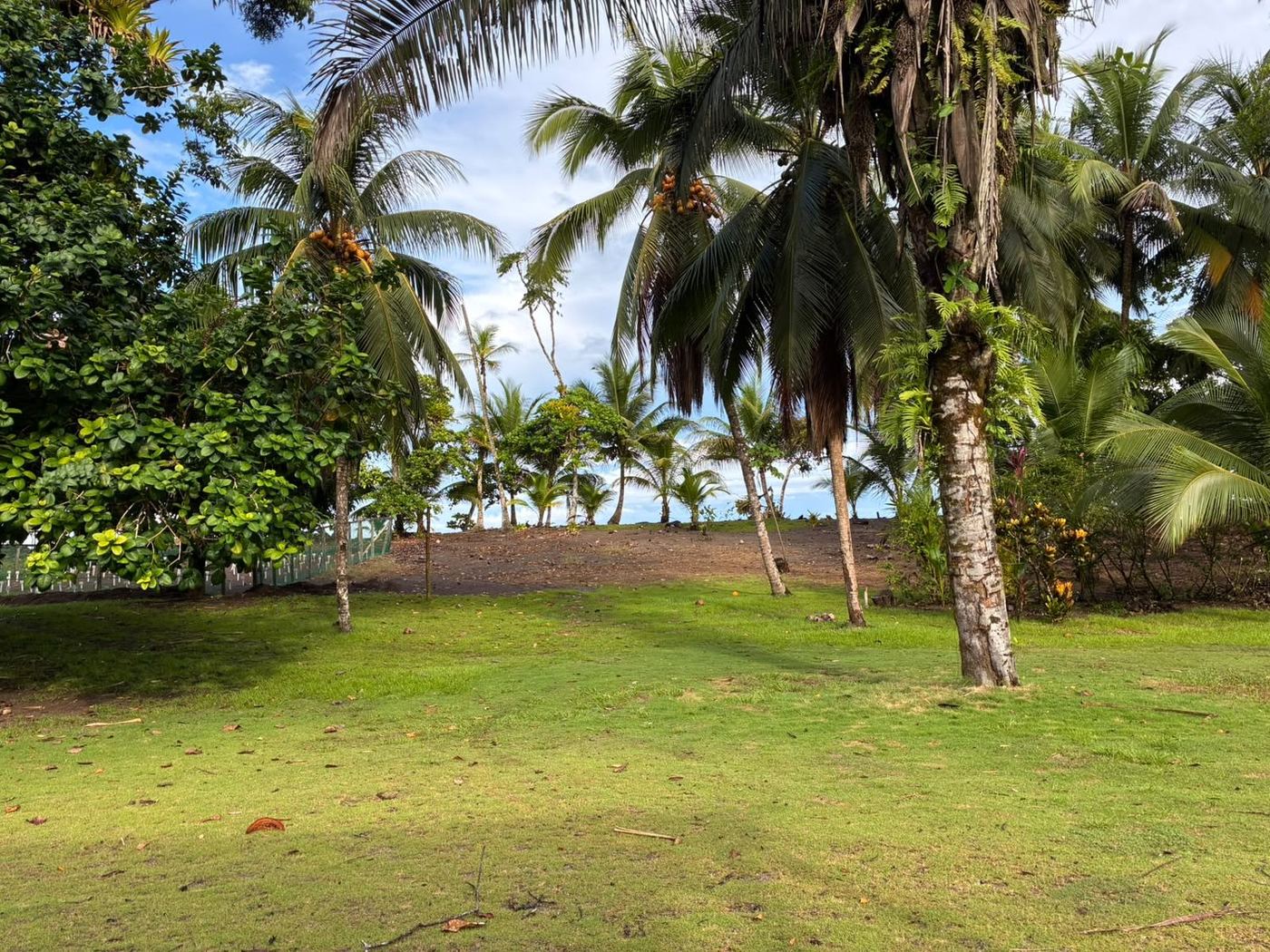 Palmeral