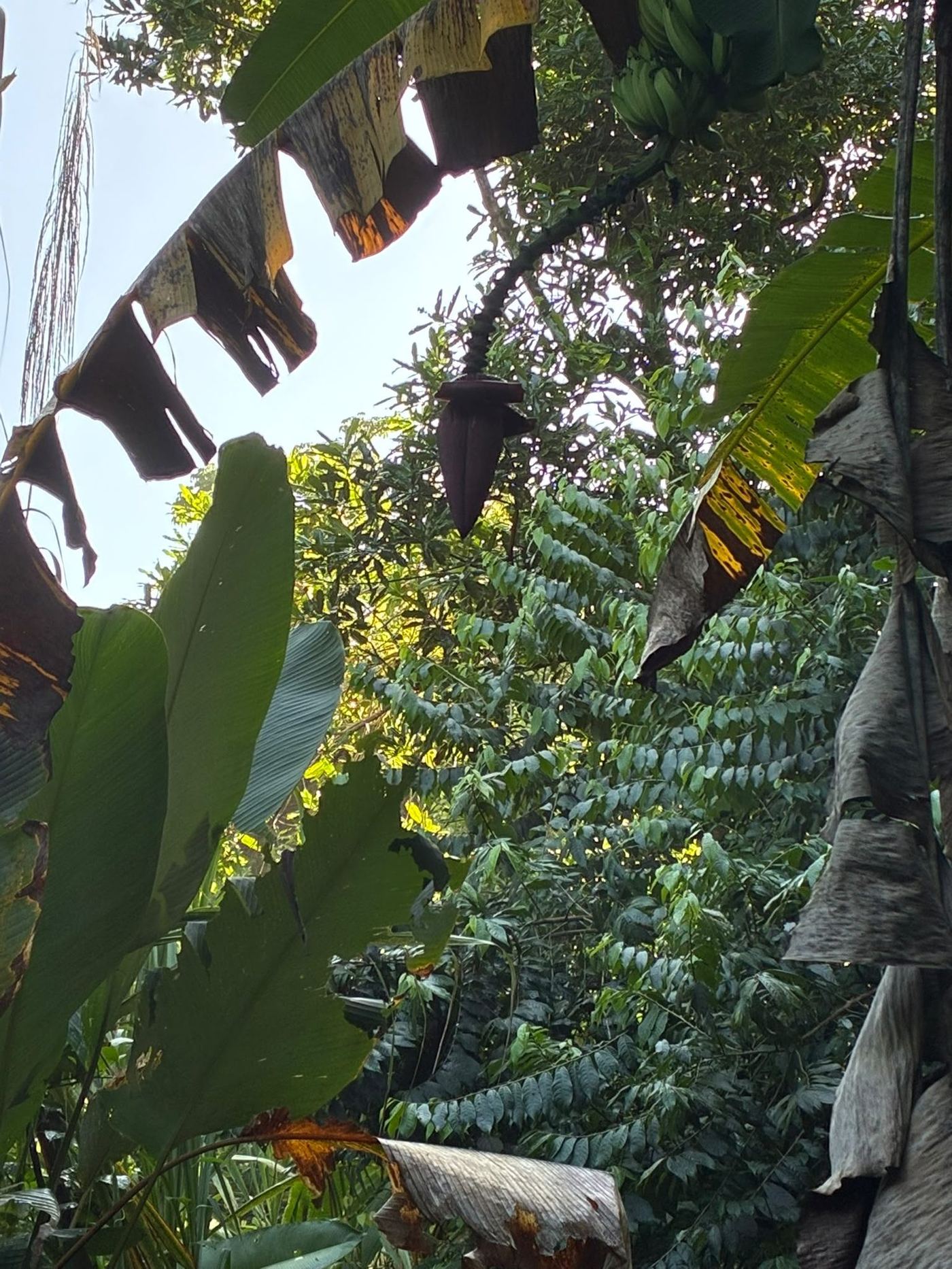 Selva de la Osa