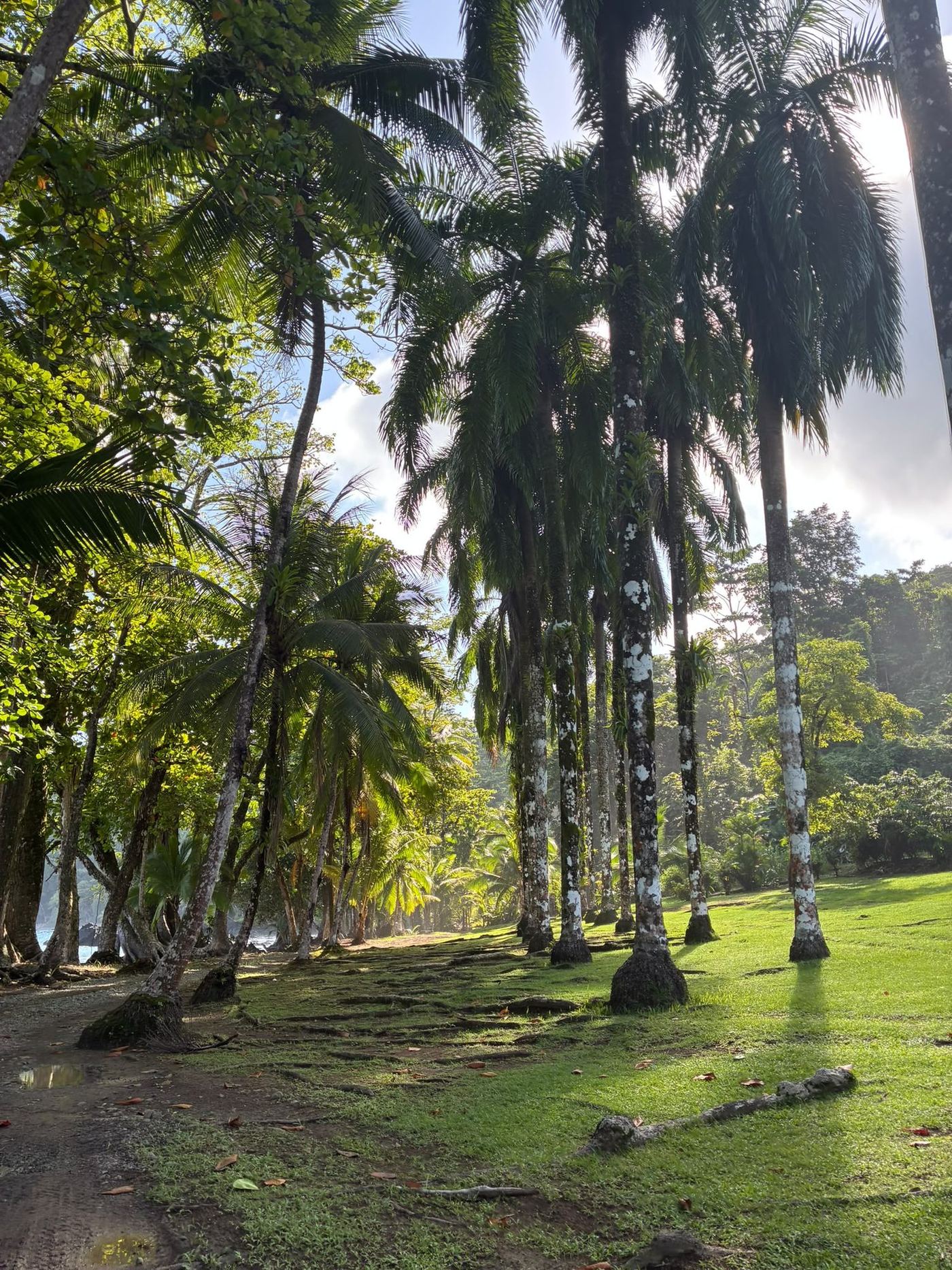 Palmeras