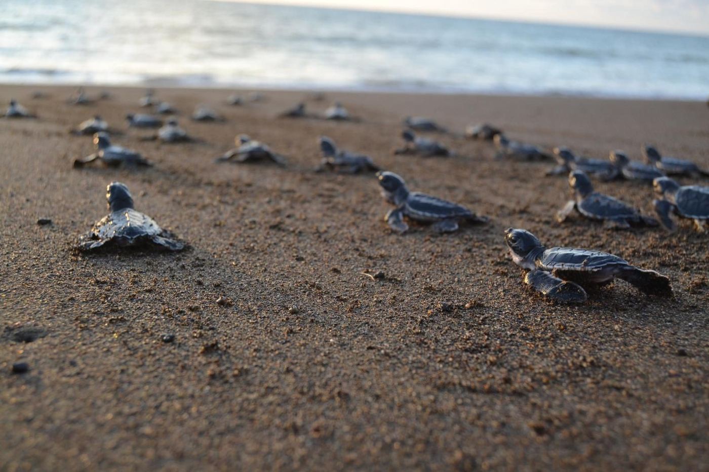 Crías de tortuga hacia el mar